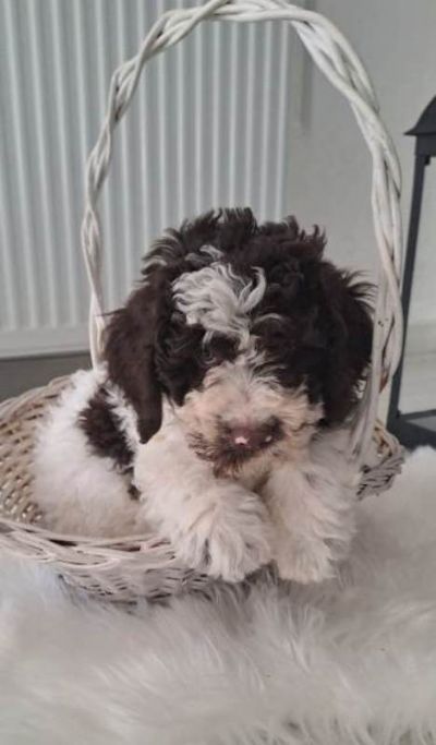 Lagotto Romagnolo tenci